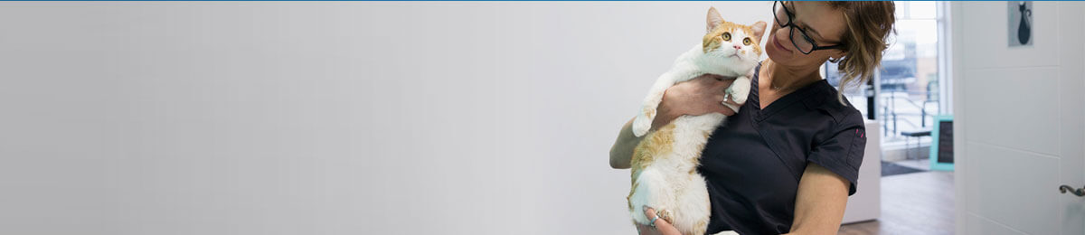 dog healthcare banner