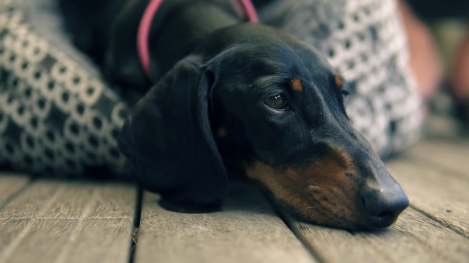 Fifty bucks a month in insurance is nothing compared to ten grand in vet bills