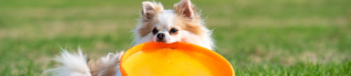 Pet hub real stories banner