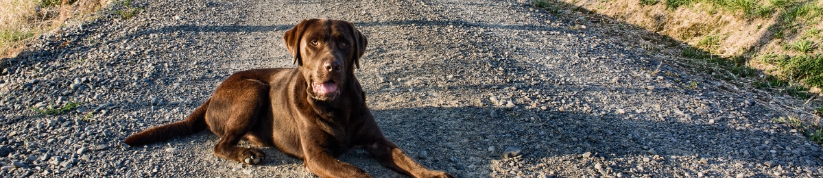 Pet hub road safety banner