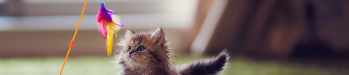 Pet hub tips and tricks banner