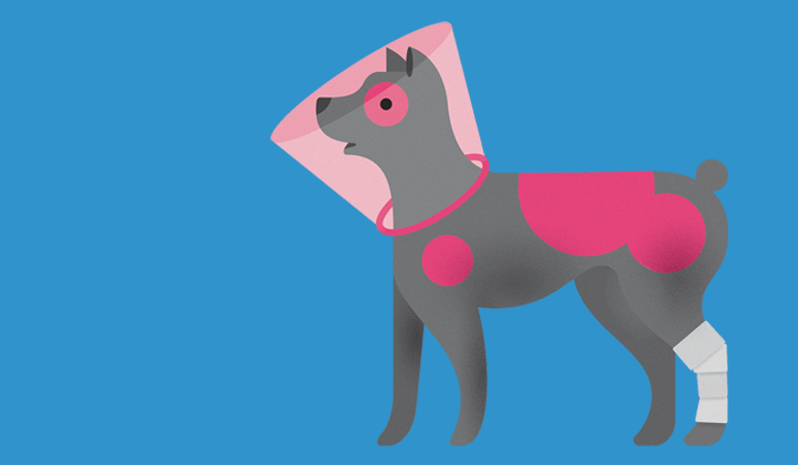 Planning for the cost of veterinary care for your dog