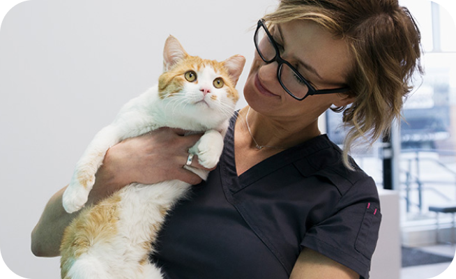 vet with pet