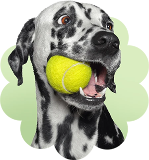 Dog tennis ball