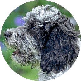 up check vet cost cat average Cross or cat  your Protect Insurance Pet dog Southern