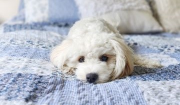 Pets & wellbeing benefits