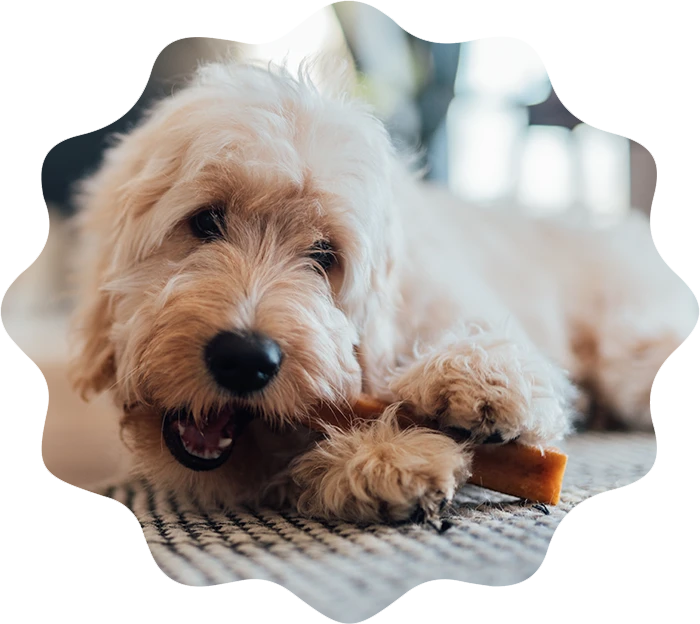 Caring for your pet’s teeth at home