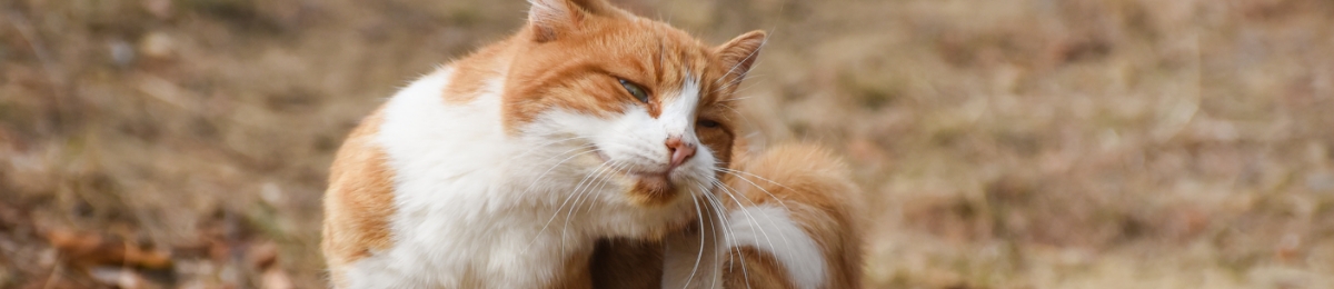 How to prevent pet parasites