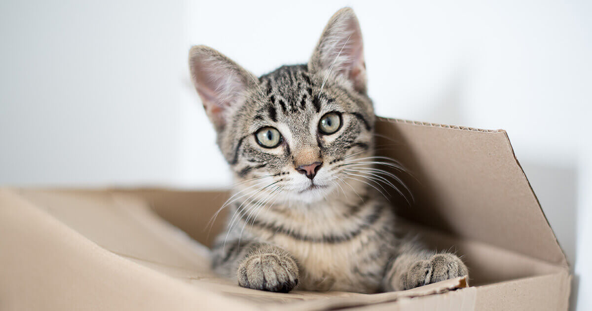 Why Do Cats Love Cardboard Boxes? The Cat's Meow KitNipBox