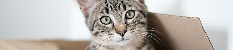 cats in boxes banner