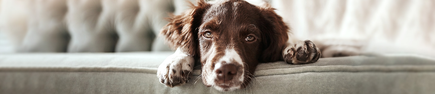 Dog chewing