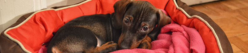 dog separation anxiety banner