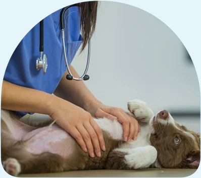 Celebrating our partnership with the NZ Veterinary Association