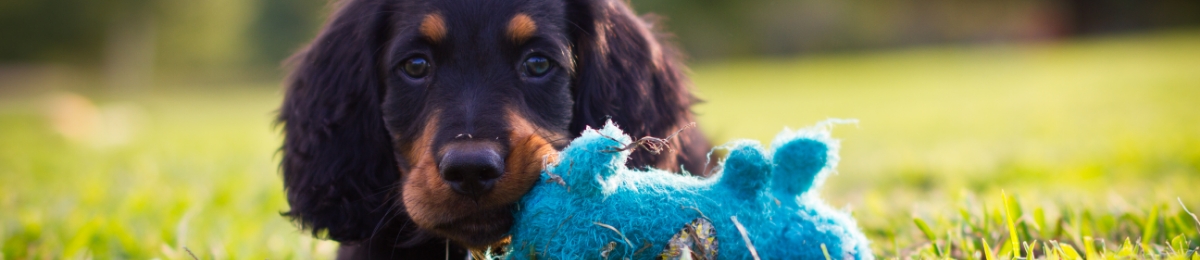 Insurance for young pets