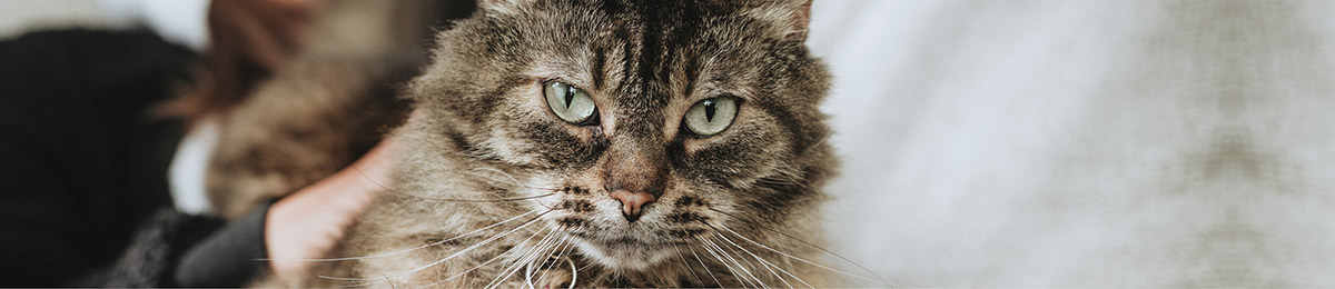 Kiwis love their pets