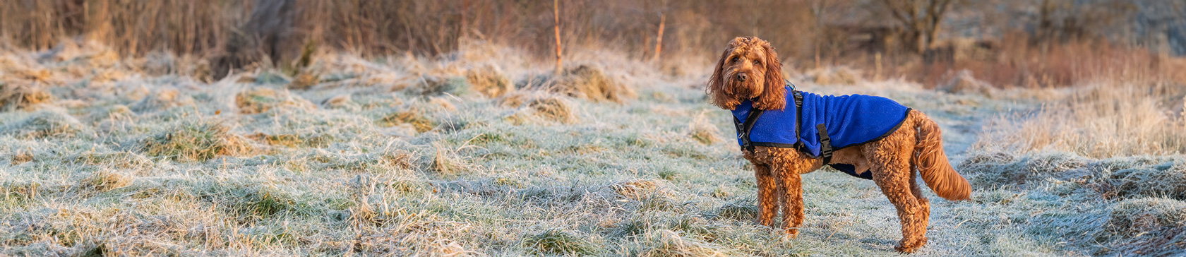 Most expensive pet claims 2022