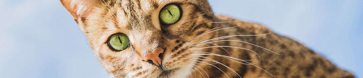 Most unusual pet claims 2020