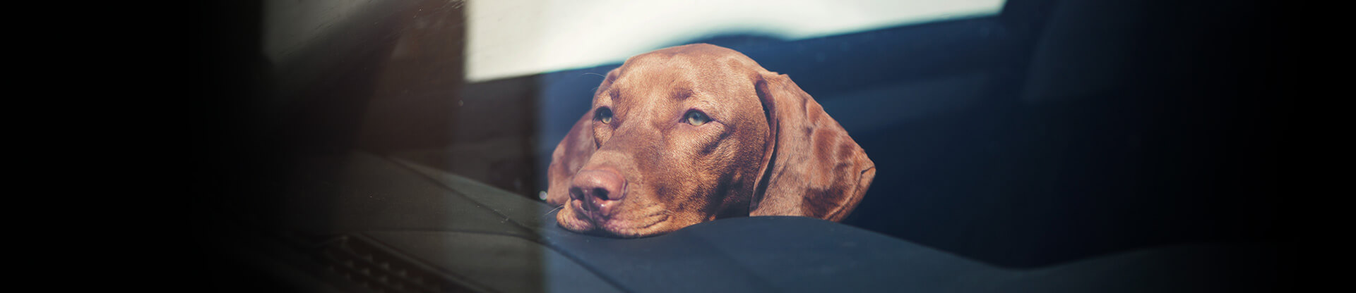 Never leave your pet in the car