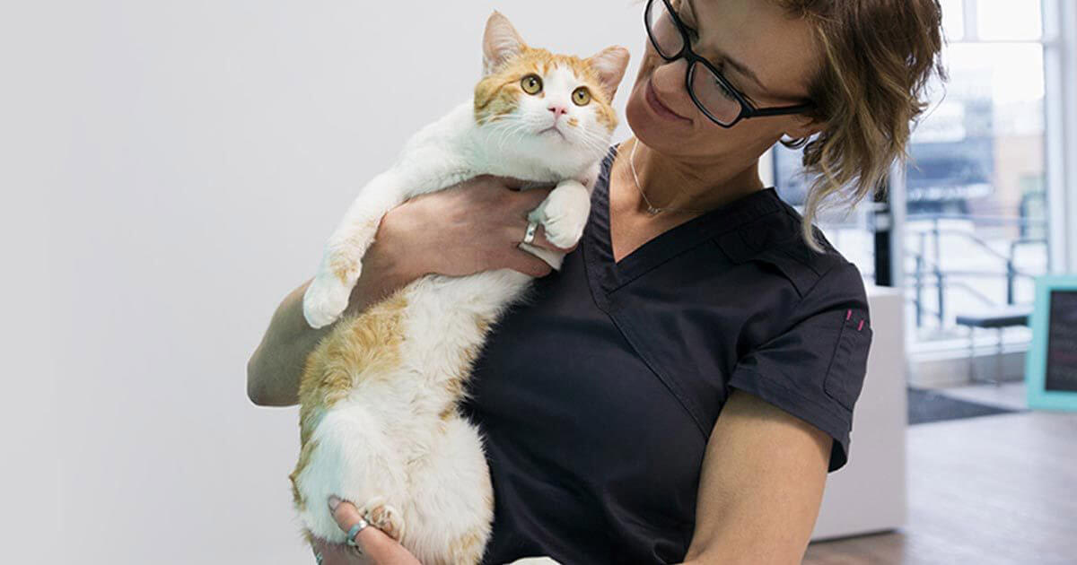 Veterinarians to educate Kiwis on pet health insurance