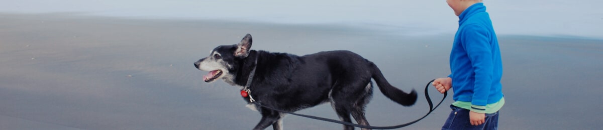 Outdoor pet adventures image