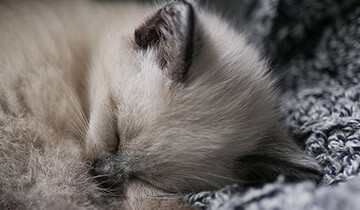 paws for thought