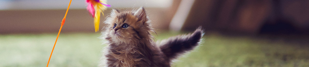 Pets boredom busters