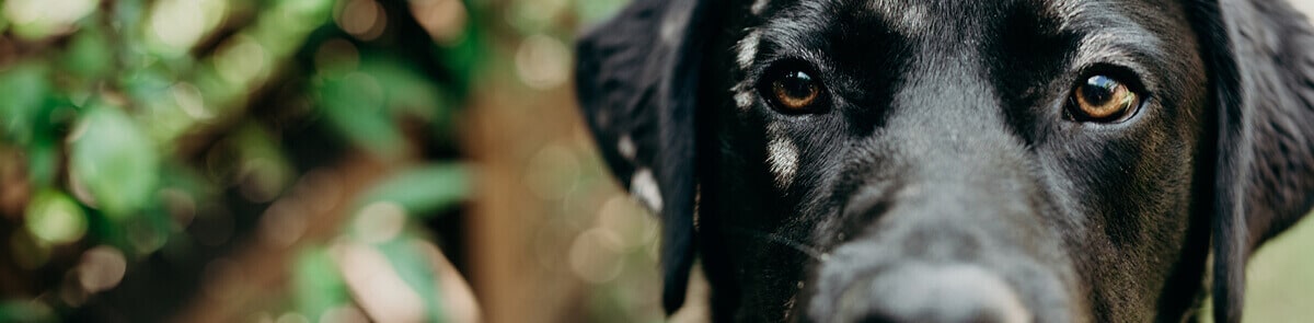 Put your paws up for our Pet Refuge partnership