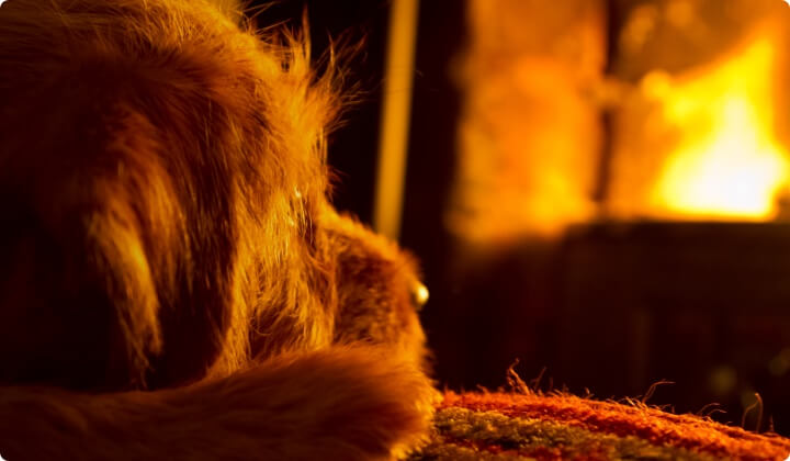 Is your pet warm enough at night?