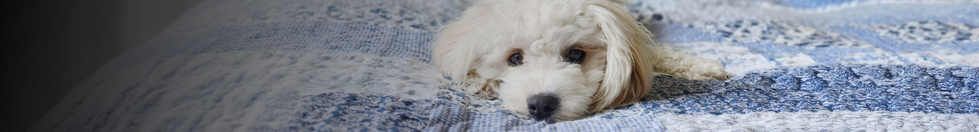 Partners with Veterinary Specialists Aotearoa