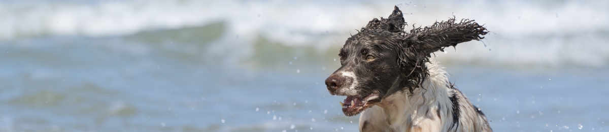 Warm water brings Jellyfish and Pufferfish to shore
