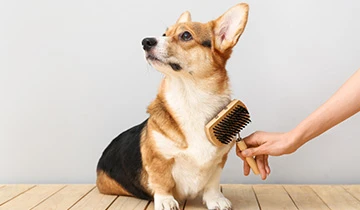 Spring shedding and grooming