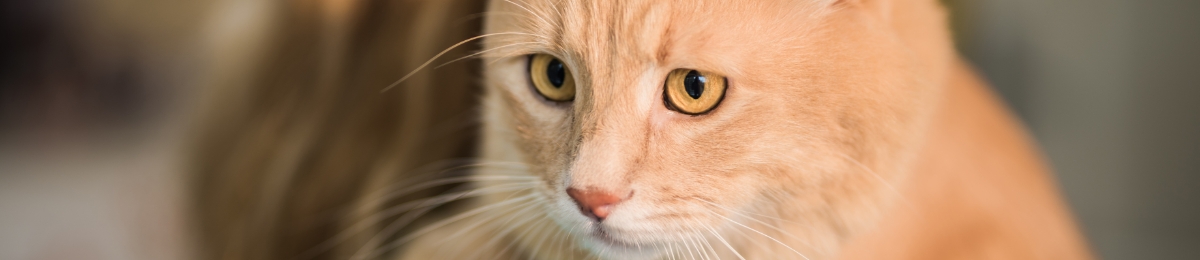 Costly car-related claims in 2021