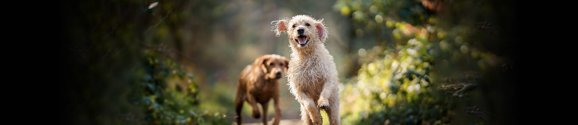 Never leave your pet in the car