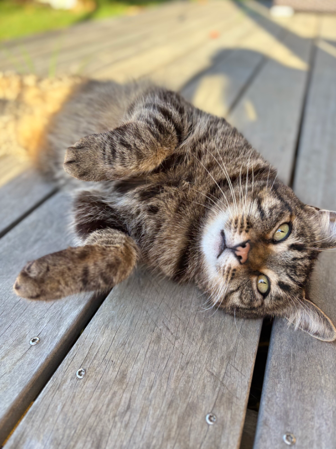 Tory the Domestic Short Hair