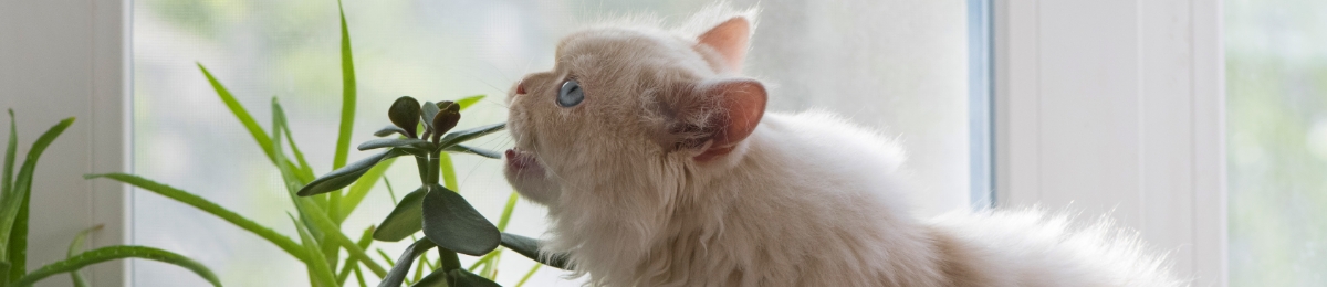 Popular houseplants to avoid if you have pets 