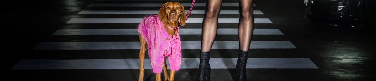 Designer pet outfit auction