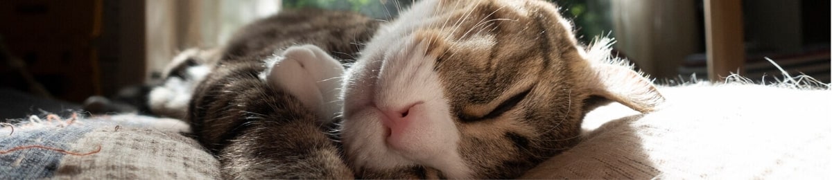 Ways your pet helps your health