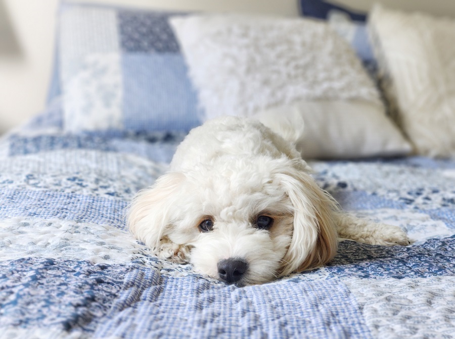 Willow the Cavachon