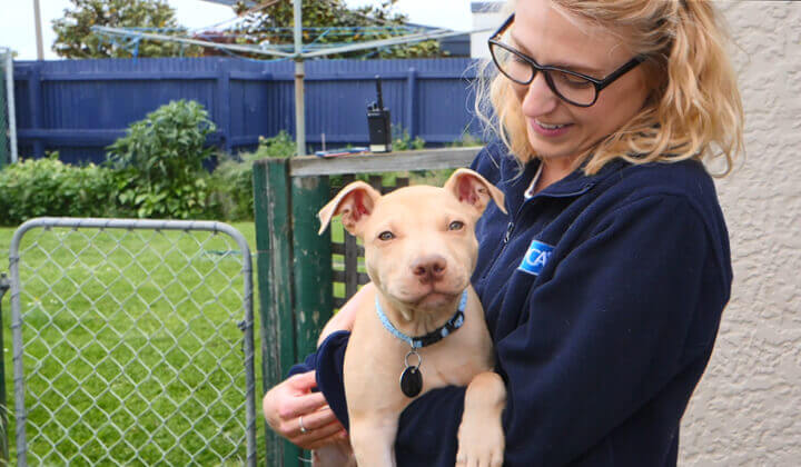 SPCA recommend pet insurance