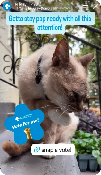 Pawsies social post 13