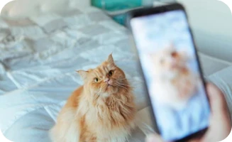 How to take a great photo of your cat