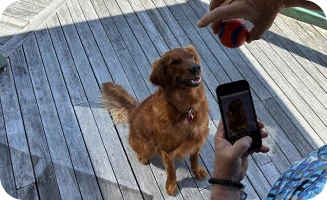 How to take a great photo of your dog