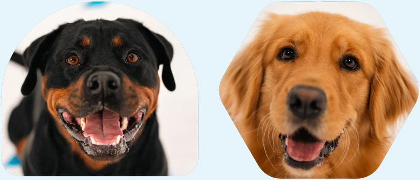 Is your pet the one in charge?