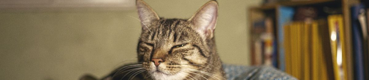 Keep your cat safe after dark