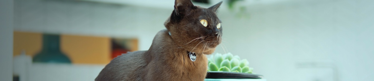 Baxter cat story banner