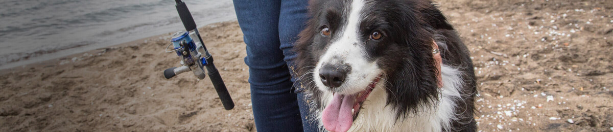 Lucy dog story banner