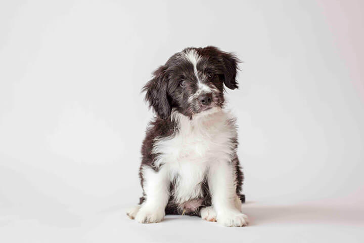 Border Collie Springer Spaniel cross
