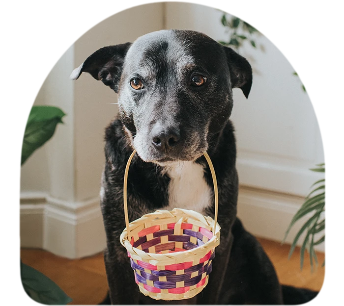 How to make Easter safe for your dog