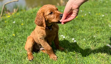 Everything you need when getting a puppy