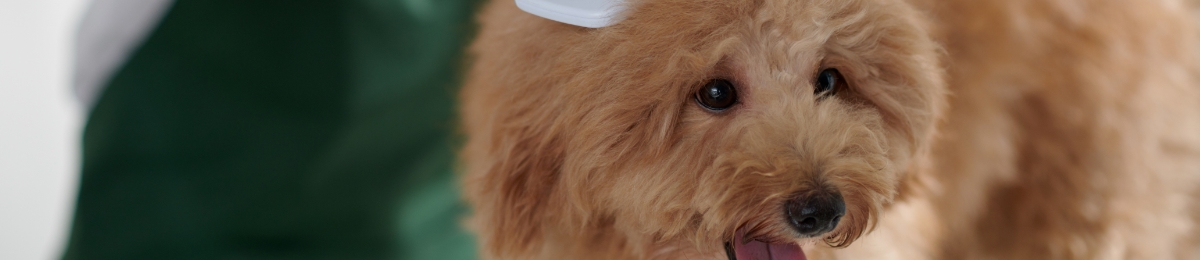 Top pet grooming tips for summer